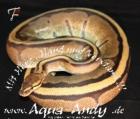 Angebot genetic striped Königspython - 200 Euro